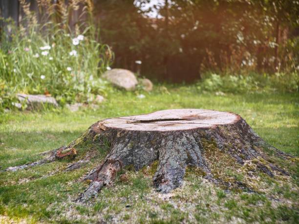 Tree stump on the lawn in the garden Stump of old birch tree on the lawn in the garden tree stump stock pictures, royalty-free photos & images