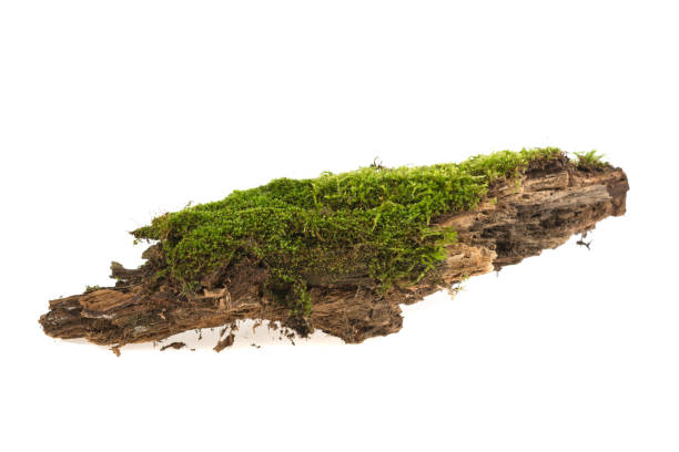istock forest moss growing on old wood on a white background 939807224