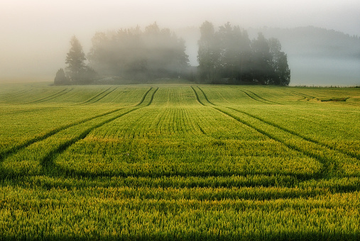 foggy morning. a beautiful summer sunrise in the field