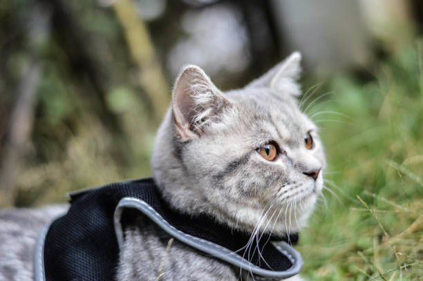 istock Close-up Portrait of cat 939808750