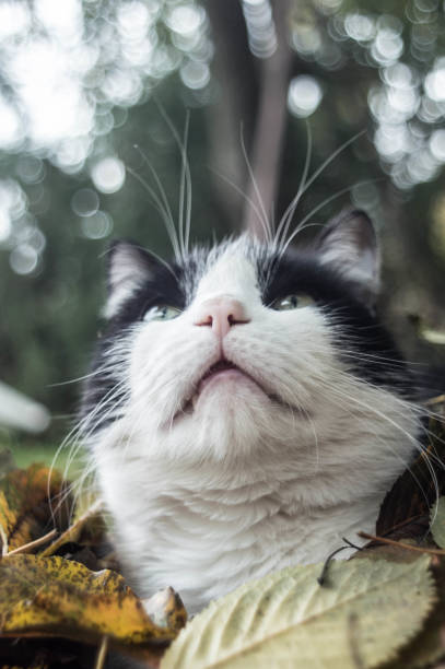istock Close-up Portrait of cat 939808774