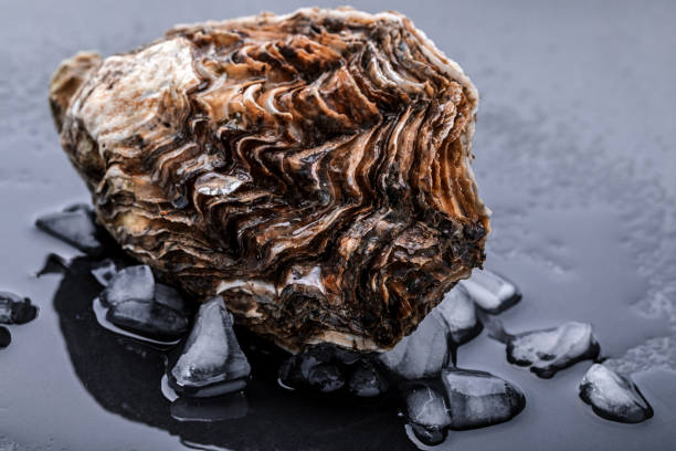 Fresh oysters with ice on dark background