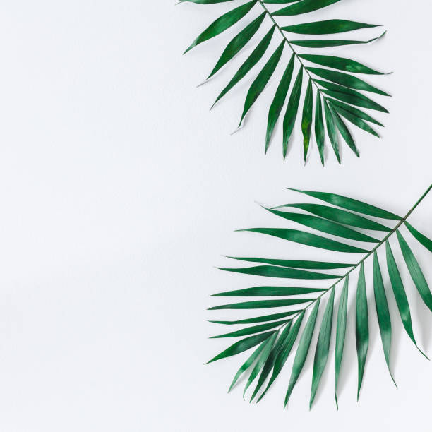 istock Green tropical leaves on gray background. Flat lay, top view 939811914