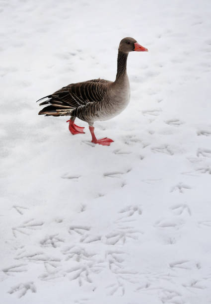 Greylag goose on frozen lake outdoor