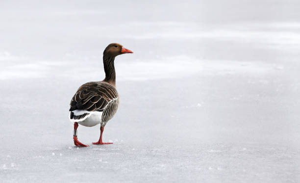 Greylag goose on frozen lake outdoor