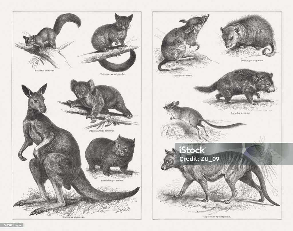 Marsupials, wood engravings, published in 1897 Marsupials: left side: Sugar glider (Petaurus breviceps, or Petaurus sciureus); Brushtail possum (Trichosurus vulpecula); Koala (Phascolarctus cinereus); Wombat (Phascolomys ursinus); Eastern grey kangaroo (Macropus giganteus); right side: Long-nosed bandicoot (Perameles nasuta); Virginia opossum (Didelphis virginiana); Tasmanian Devil (Sarcophilus harrisii, or Diabolus ursinus); Kultarr (Antechinomys laniger); Thylacine (extinct, Thylacinus cynocephalus). Wood engravings, published in 1897. Animal stock illustration