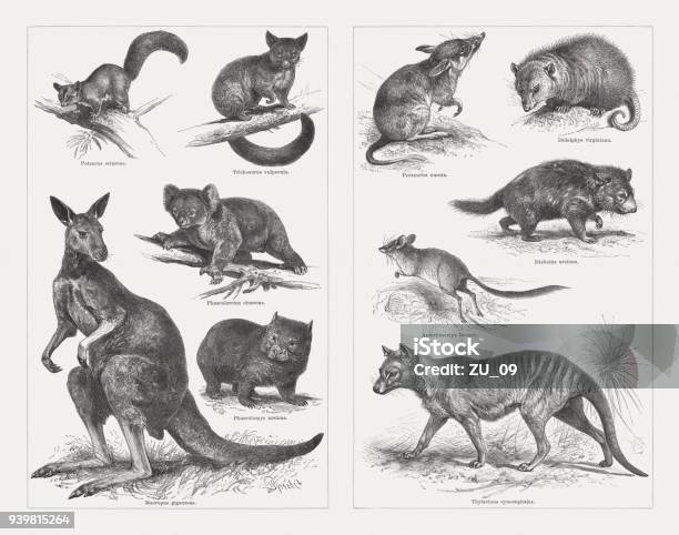 Marsupials Wood Engravings Published In 1897 Stock Illustration - Download Image Now - Animal, Wombat, Illustration