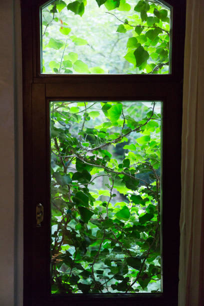 istock fresh natural curly flower with a green leaves 939815286