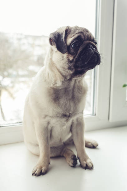 Pug dog waiting for orders of its master on window sill.