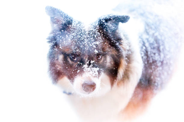 A tri-color dog looks at the camera in the middle of a snow storm