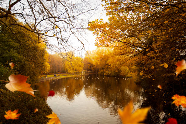Red leaf with trees background in forest and on the lake