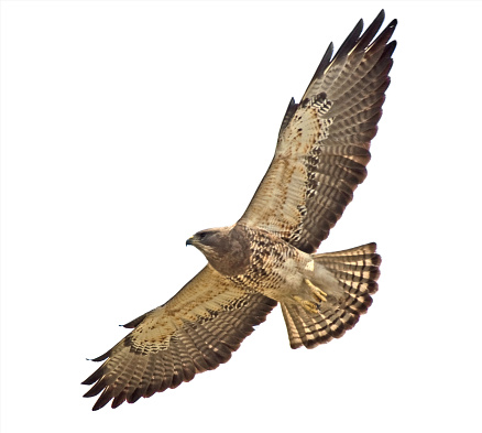 Swainson's Hawk close-up and overhead with a clipping path