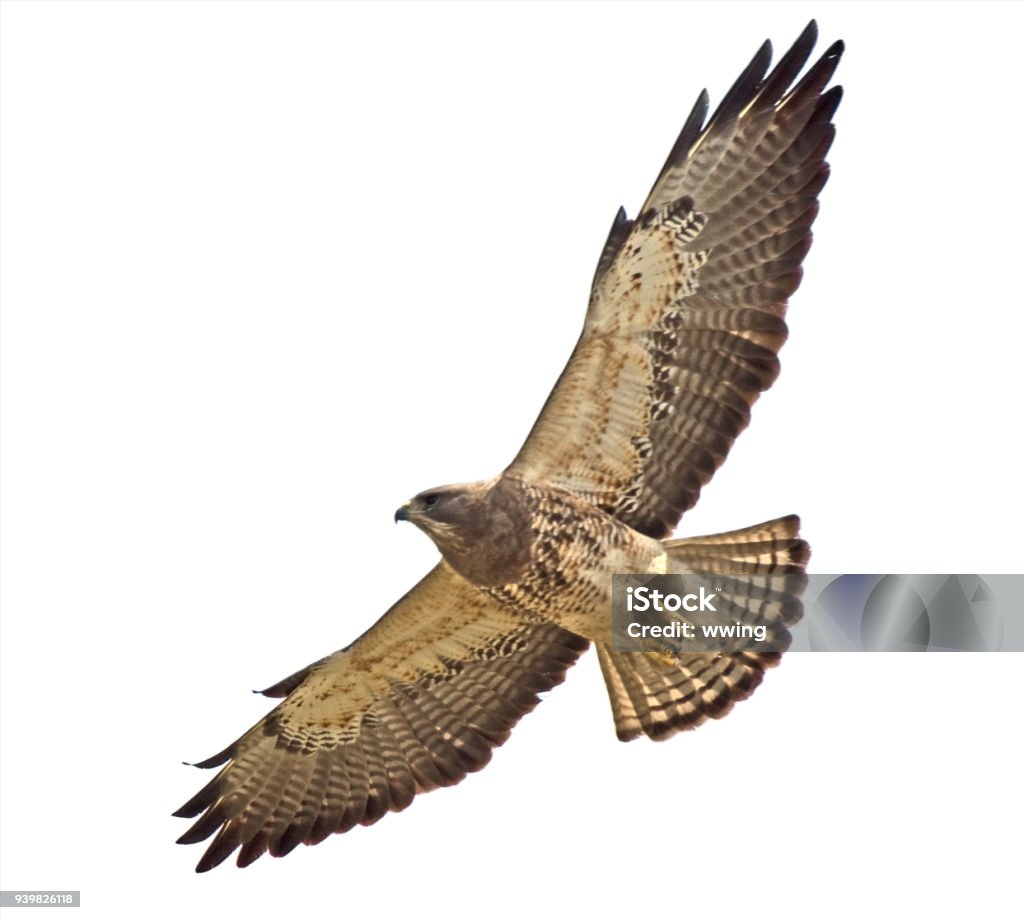 Swainson's Hawk close-up and overhead   clipping path Swainson's Hawk close-up and overhead with a clipping path Hawk - Bird Stock Photo