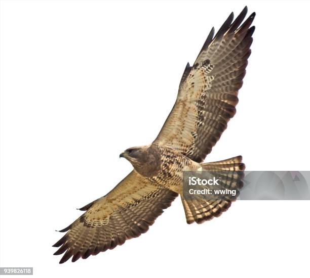 Swainsons Hawk Closeup And Overhead Clipping Path Stock Photo - Download Image Now