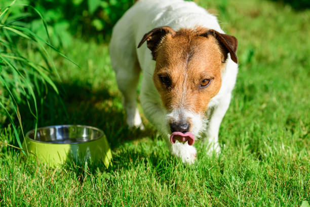 istock Dog licking nose after drinking water from bowl looking at camera 939826280