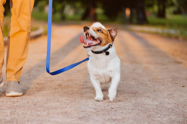 Kindly dog on leash looking up at owner walking at park Dog on loose lead walking with girl pet leash photos stock pictures, royalty-free photos & images