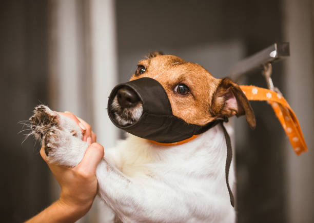 Dog in muzzle constrained by groomer during clipping at salon Jack Russell Terrier during grooming care restraint muzzle photos stock pictures, royalty-free photos & images