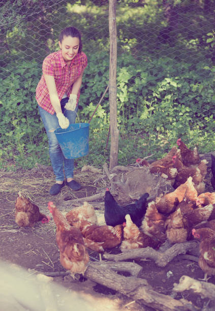 istock Female farmer on poultry farm 939826438