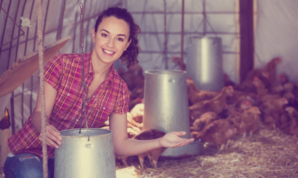 istock Young woman farmer feeding chickens 939826440