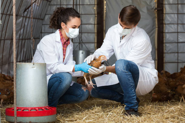 istock Two veterinarians in hen house 939826450
