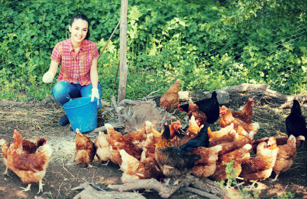 istock Female farmer on poultry farm 939826470