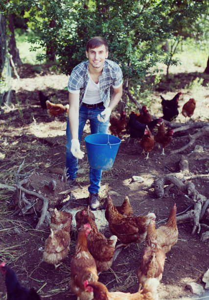 istock Happy male farmer giving feeding stuff 939826476