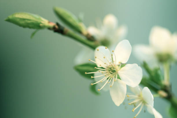 istock Branch of cherry tree with many flowers 939827098
