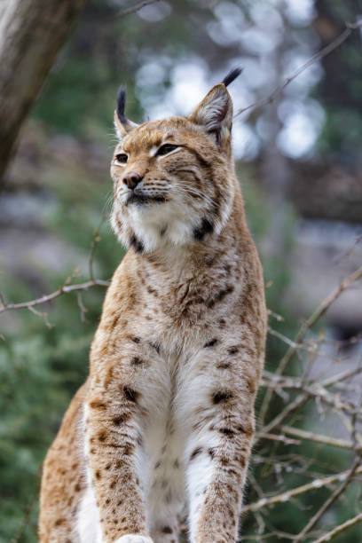 istock Lynx wild cat native to siberia 939827240