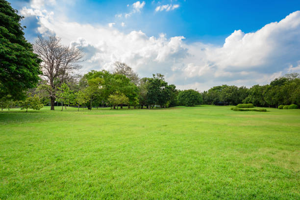 naturparks und blauer himmel - nobody field meadow landscape stock-fotos und bilder