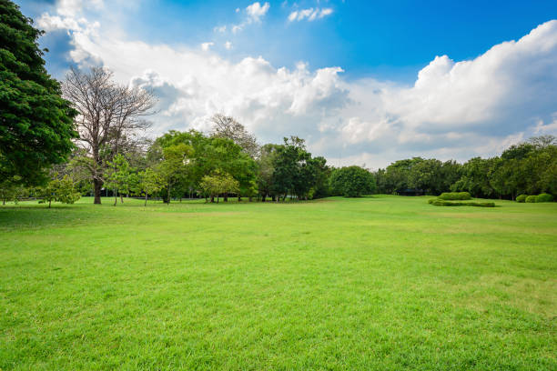 自然公園と青い空 - 芝生 ストックフォトと画像