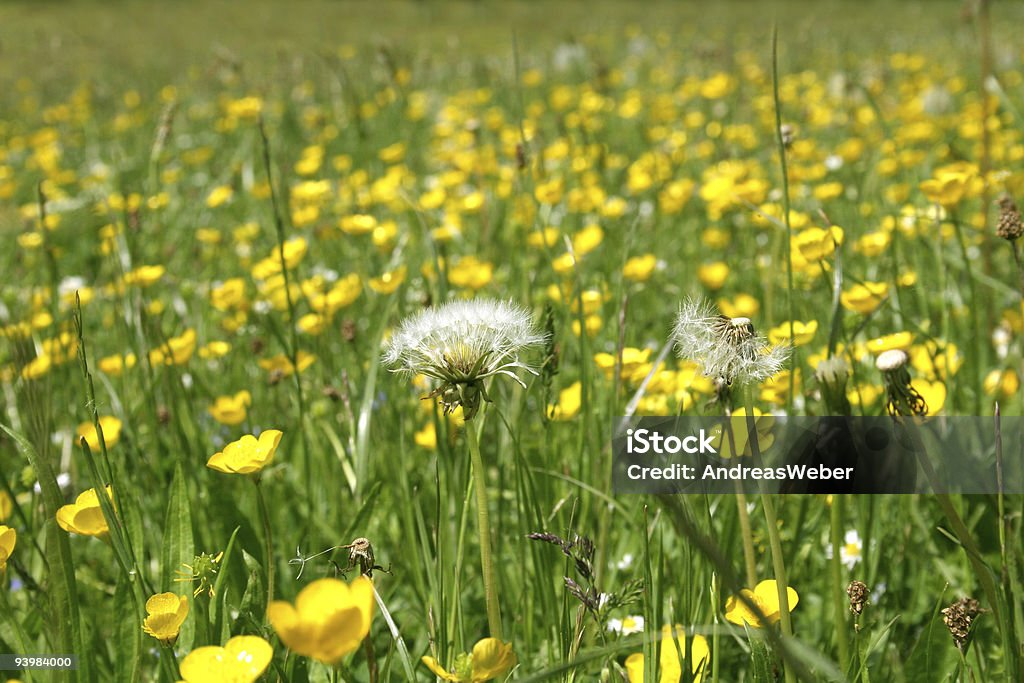 Dandelions à un bouton d'or field - Photo de Allemagne libre de droits