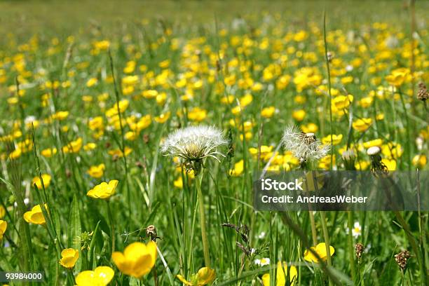 Photo libre de droit de Dandelions À Un Bouton Dor Field banque d'images et plus d'images libres de droit de Allemagne - Allemagne, Beauté, Beauté de la nature