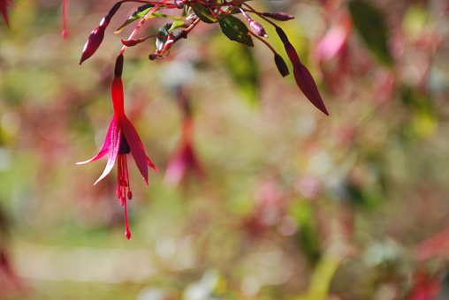 The Largest Growing Fuchsia in the World! Kōtukutuku (Fuchsia excorticata) is found throughout New Zealand.