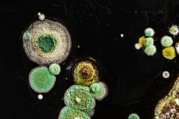 istock green yellow round fungal mold on a heterogeneous black surface, macro abstract background 939840946