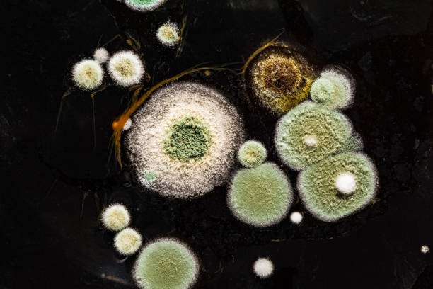istock green yellow round fungal mold on a heterogeneous black surface, macro abstract background 939840990