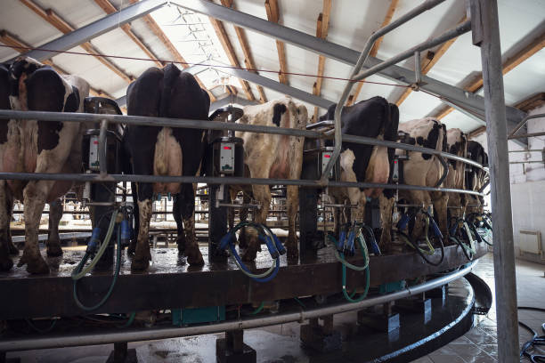 istock Carousel milking parlor for cows, milking facility on dairy farm 939841158