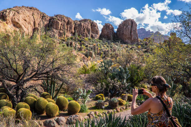 Desert garden photography Woman photographing a cactus garden near Phoenix, Arizona. American Southwest. botanical garden stock pictures, royalty-free photos & images