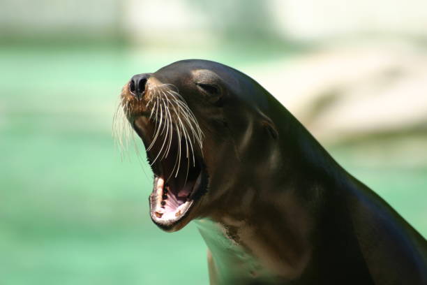 leone marino - sea lion foto e immagini stock