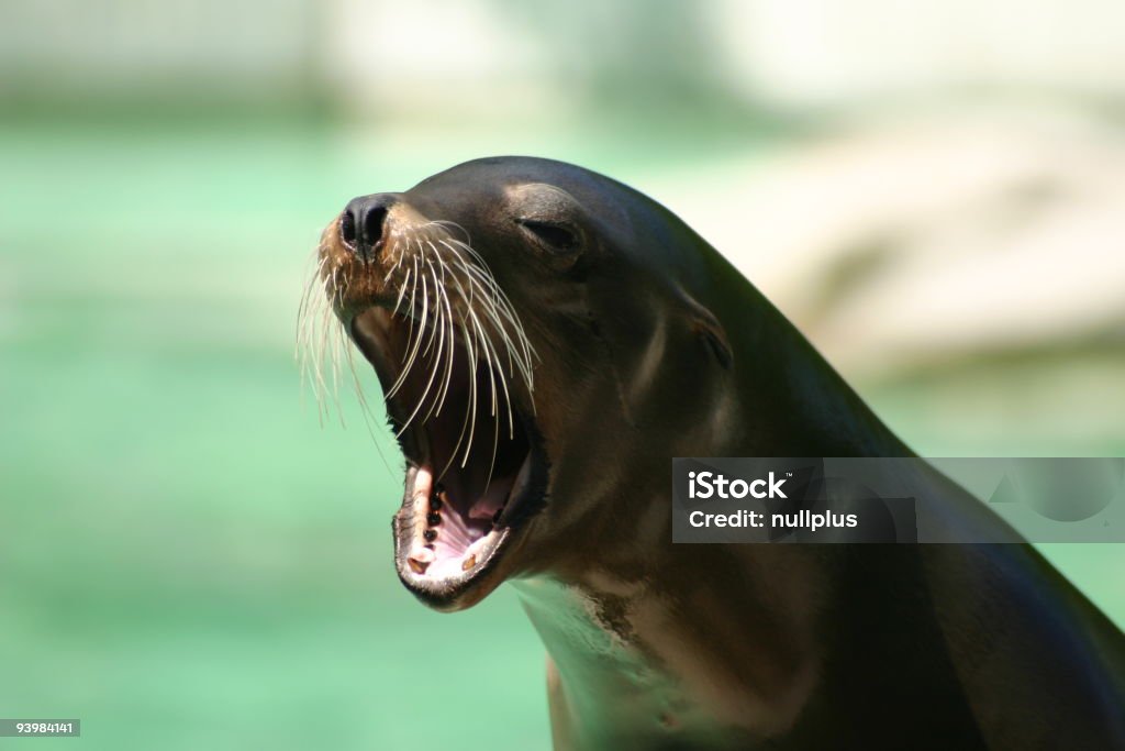 sea lion Sea Lion Stock Photo