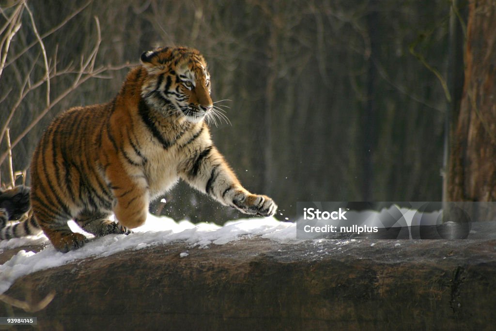 Tigre caza - Foto de stock de Tigre libre de derechos