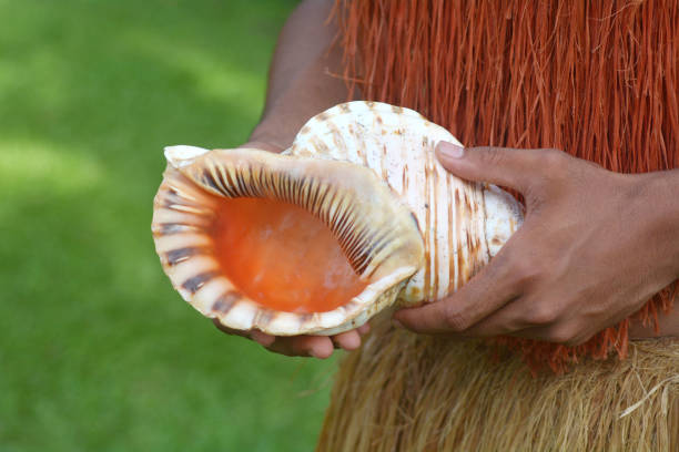 istock Cook islander man holds a Conch Shell Horn in Rarotonga Cook Islands 939841674