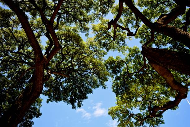 istock Shadows of Acacia Trees 939842108