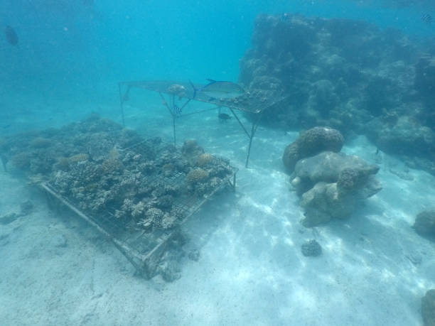 istock Coral reef restoration in Rarotonga Cook Islands 939842210