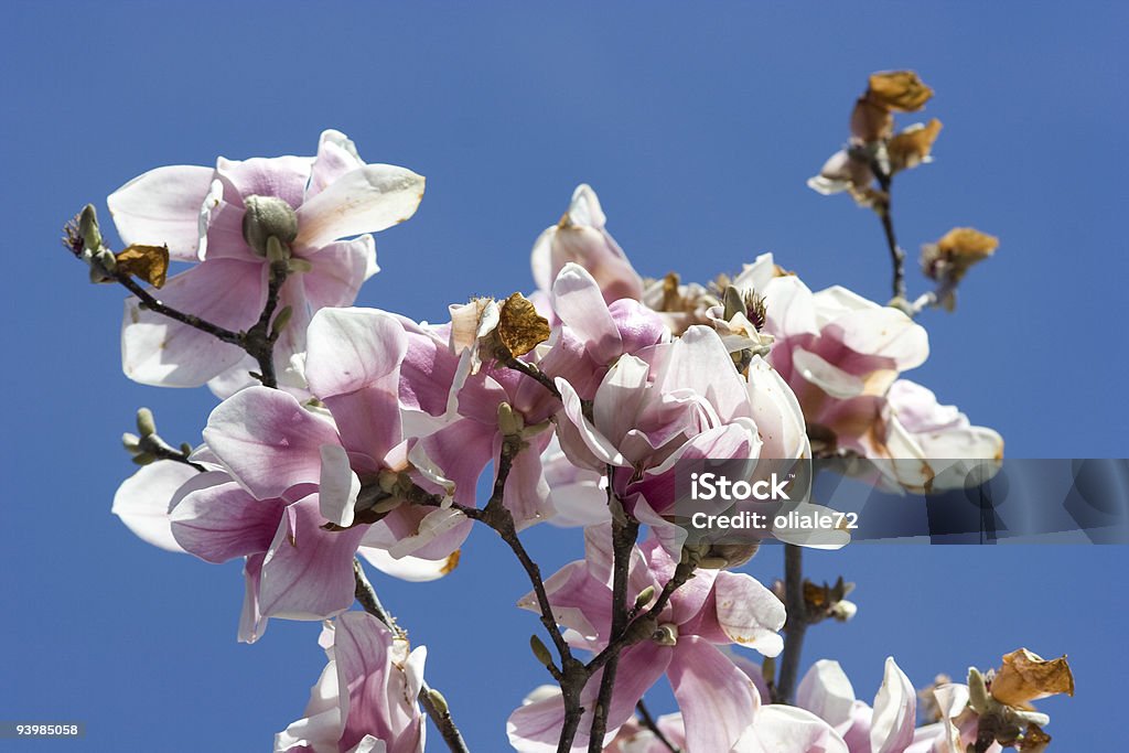 Magnolia  Blossom Stock Photo