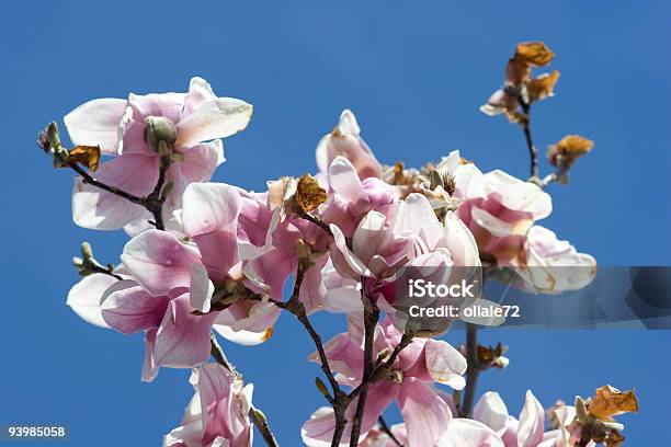 Magnolia Stock Photo - Download Image Now - Blossom, Blue, Color Image