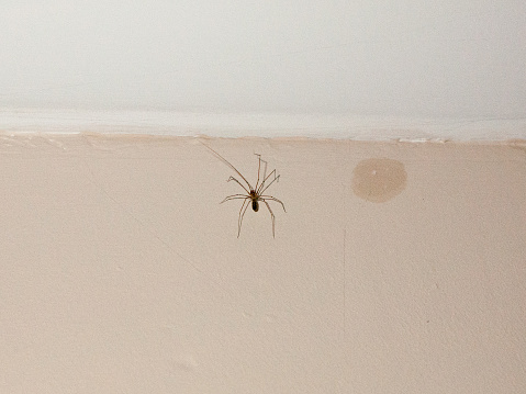 common spider inside house on white wall ceiling; essex; england; uk