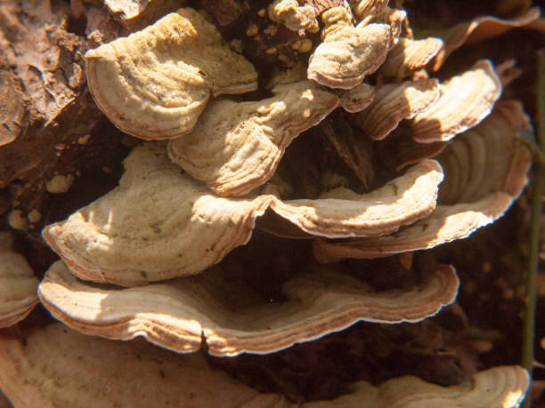 istock close up growing old rotten decaying bracket fungus tree stump 939852042