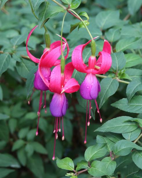 istock Delicate Fuchsia Flowers 939855436
