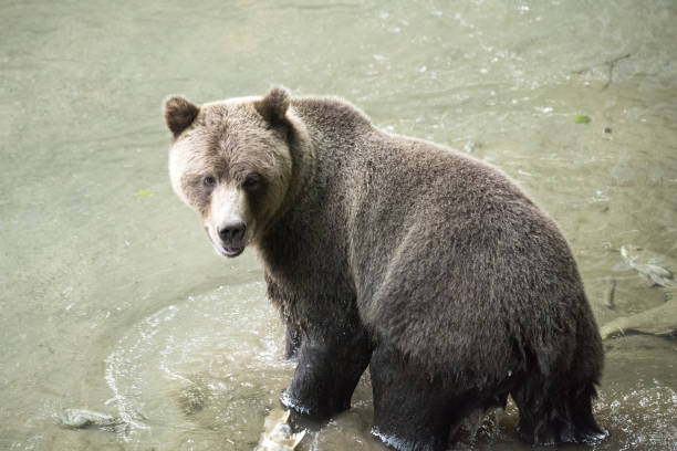 istock Grizzly Bear fishing for salmon 939855480
