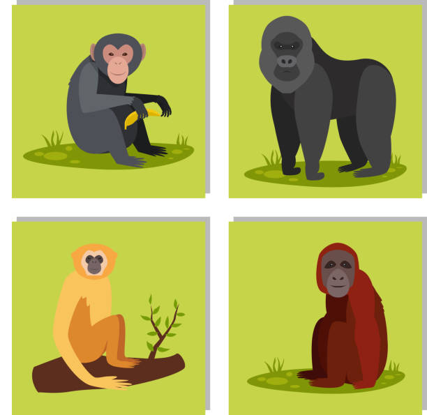 illustrations, cliparts, dessins animés et icônes de singe caractère pains différents animaux zoo sauvage singe chimpanzé vector illustration - drill